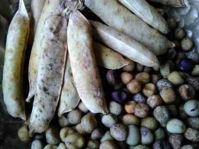 Wild Pea of Umbria - a Slow Food Ark of Taste delight
