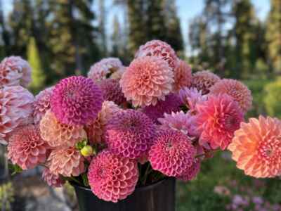 Bucket of beautiful summer dahlias grown on our farm in Montana.