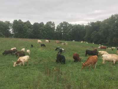 The herd grazing in late summer.