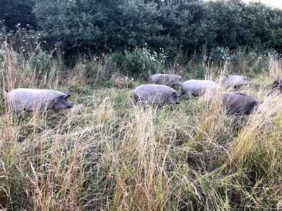 Pasture-Raised Mangalitsa Pigs