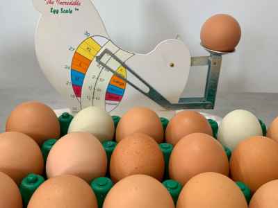 Nutrient dense, Grateful Eggs... laid by hippy \"chicks\"