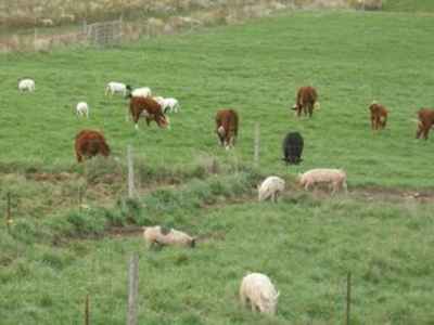 Multi-Species Grazing at Full Circle Farms