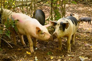 Woodland Pigs