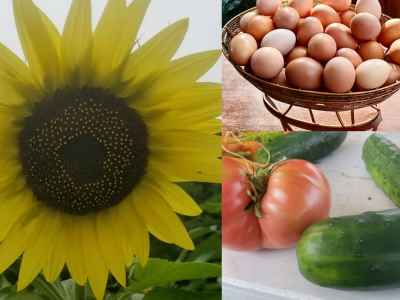 sunflower/eggs