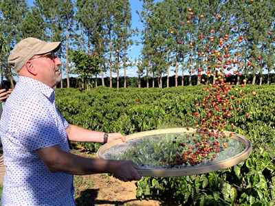 Managing Partner, Steve Mangigian, harvesting coffee cherries at Daterra Estate in Brazil.