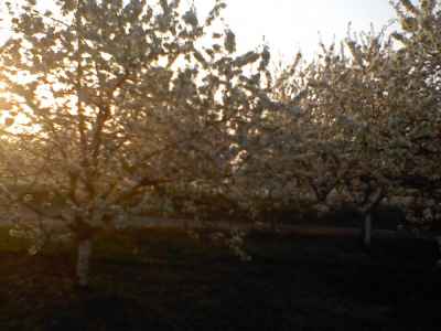 Sunrise thru cherry tree