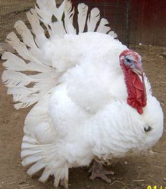 white broad breasted turkey