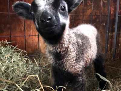 This little Shetland lamb is a twin. Born April of 2020