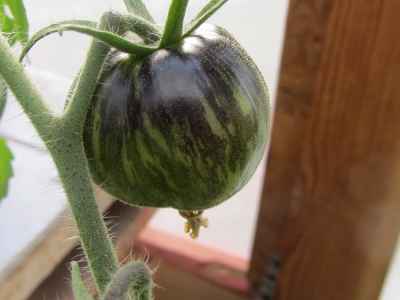 PKS Heirloom Tomatoes 1