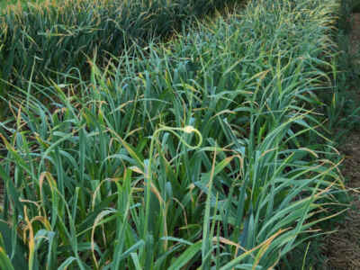 Garlic scapes are harvested and sold fresh in June and July, while the bulbs continue to grow underground.