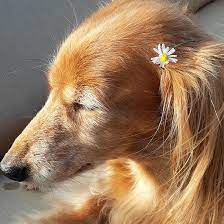 a golden haired dachshund with sunlight on its face, closed eyes, and a small white flower behind its ear