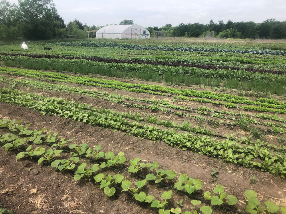rows of vegetables growing in a field under a grey sky