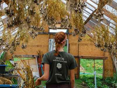 A SEEDS Youth Conservation Corps member hangs garlic to cure in the hoophouse.