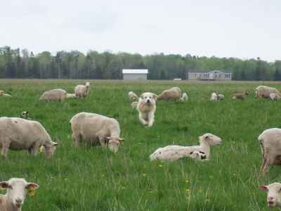 sheep and guard dog on pasture