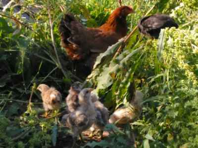 One of our momma hens with her brood.