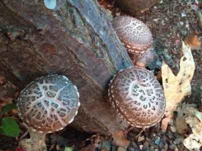 Beautiful Shiitake Mushrooms
