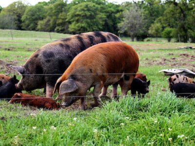 two large pigs with piglets in a green pasture