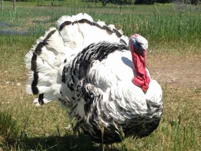 Heritage Poultry Breeds