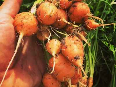 Carrots @ Zumo Eco Farm