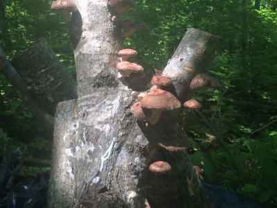 Log grown Shiitake Mushrooms