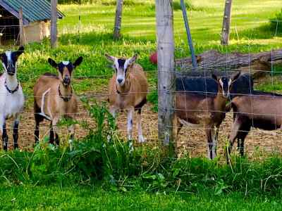 Part of Echolight's Dairy Goat Herd