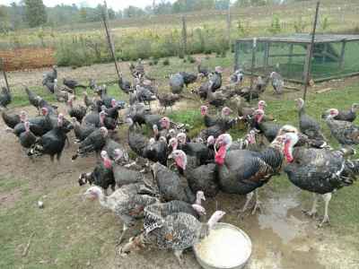 Norther Lights Farm Famous Heritage Turkeys