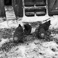 Hens out in the winter