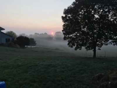 Misty morning/Champion Farms