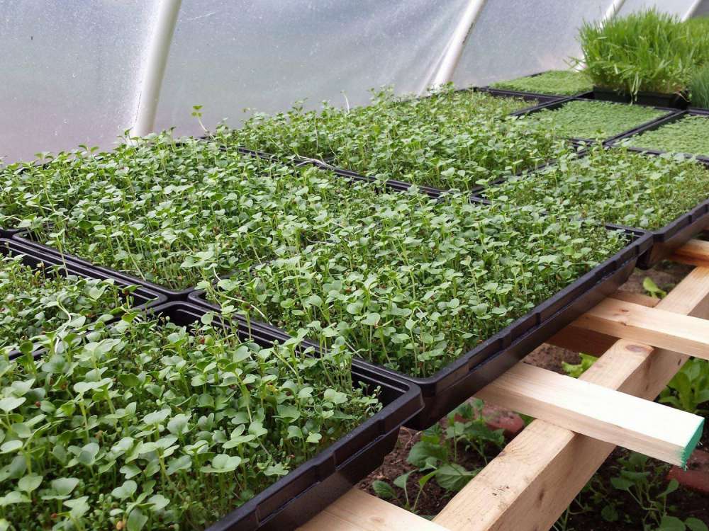 Micro Greens
