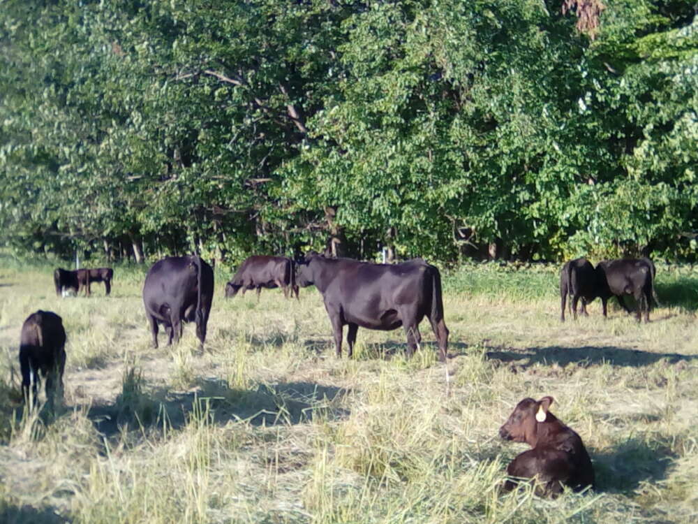 Meadow Lane Farms